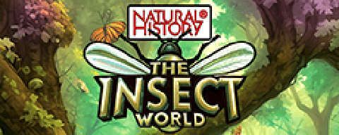 The Insect World (Natural History)